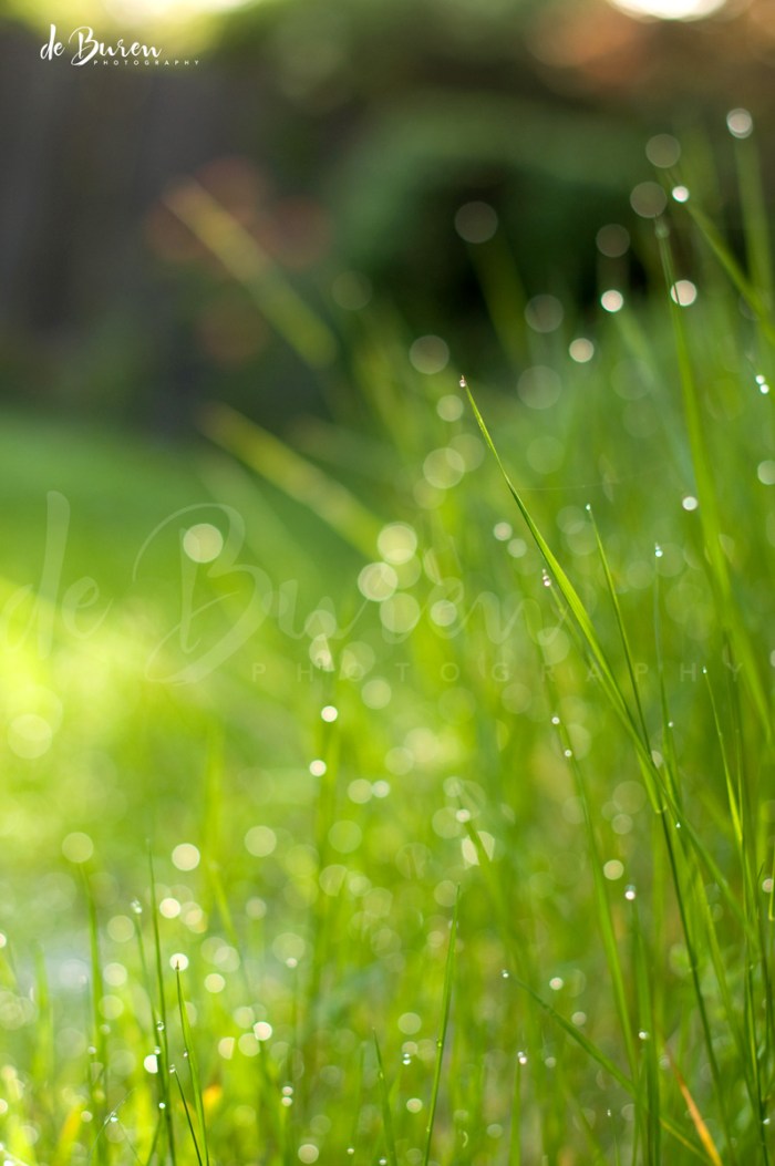 Jean_H_de_Buren_Favorite_207-4