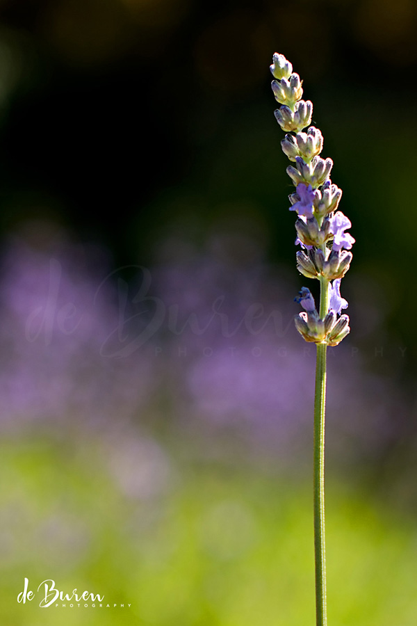 Jean_H_de_Buren_lavender_5080