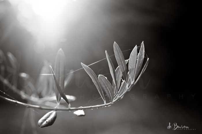 Jean_H_de_Buren_olive_branch_4952