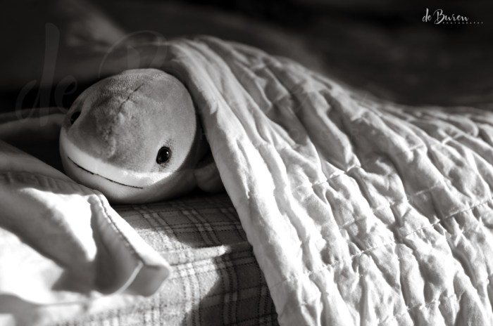 Jean_H_de_Buren_shark_1764-BW