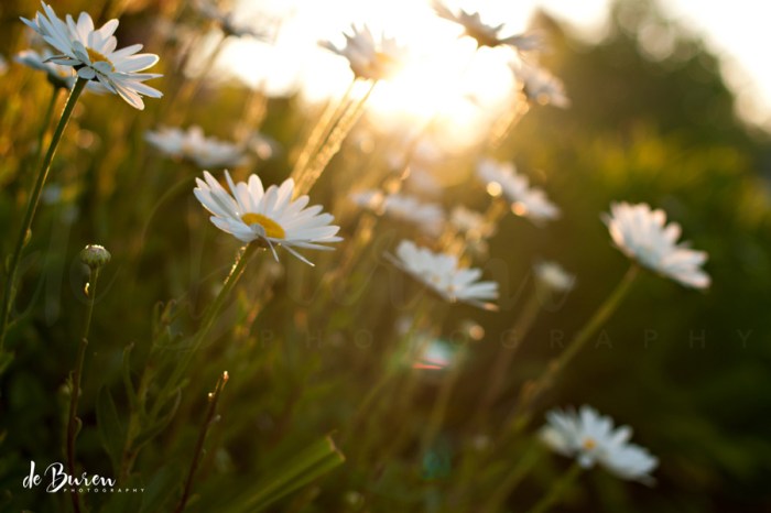 Jean_H_de_Buren_evening_walk_7020a