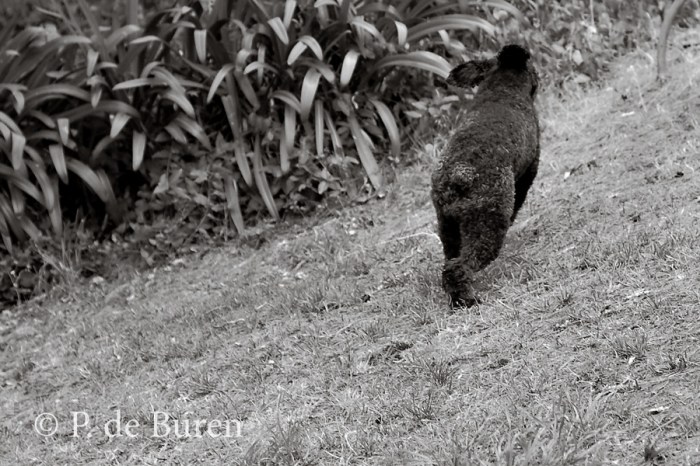 P.photo_of_Honey_0598