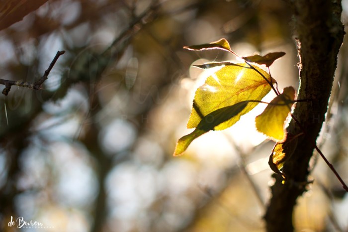 Jean_H_de_Buren_welcome_fall_0884