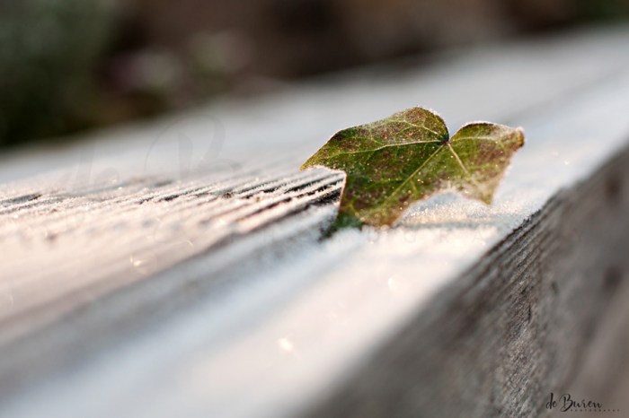 Jean_H_de_Buren_Frosty_Leaf_5280